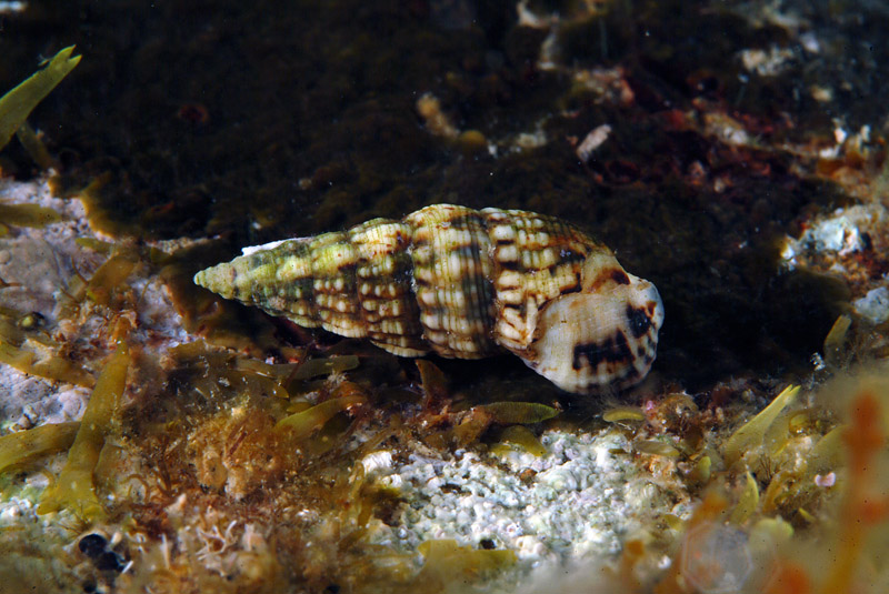 Cerithium lividulum